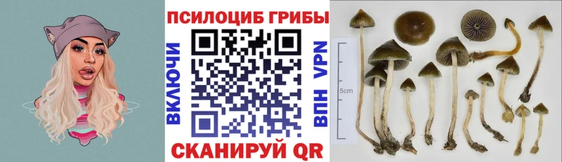 Галлюциногенные грибы мицелий  Купить где  Биробиджан 